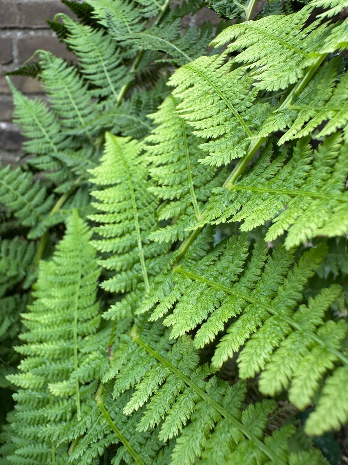 Tuinontwerpbureau Bloeiend Groen